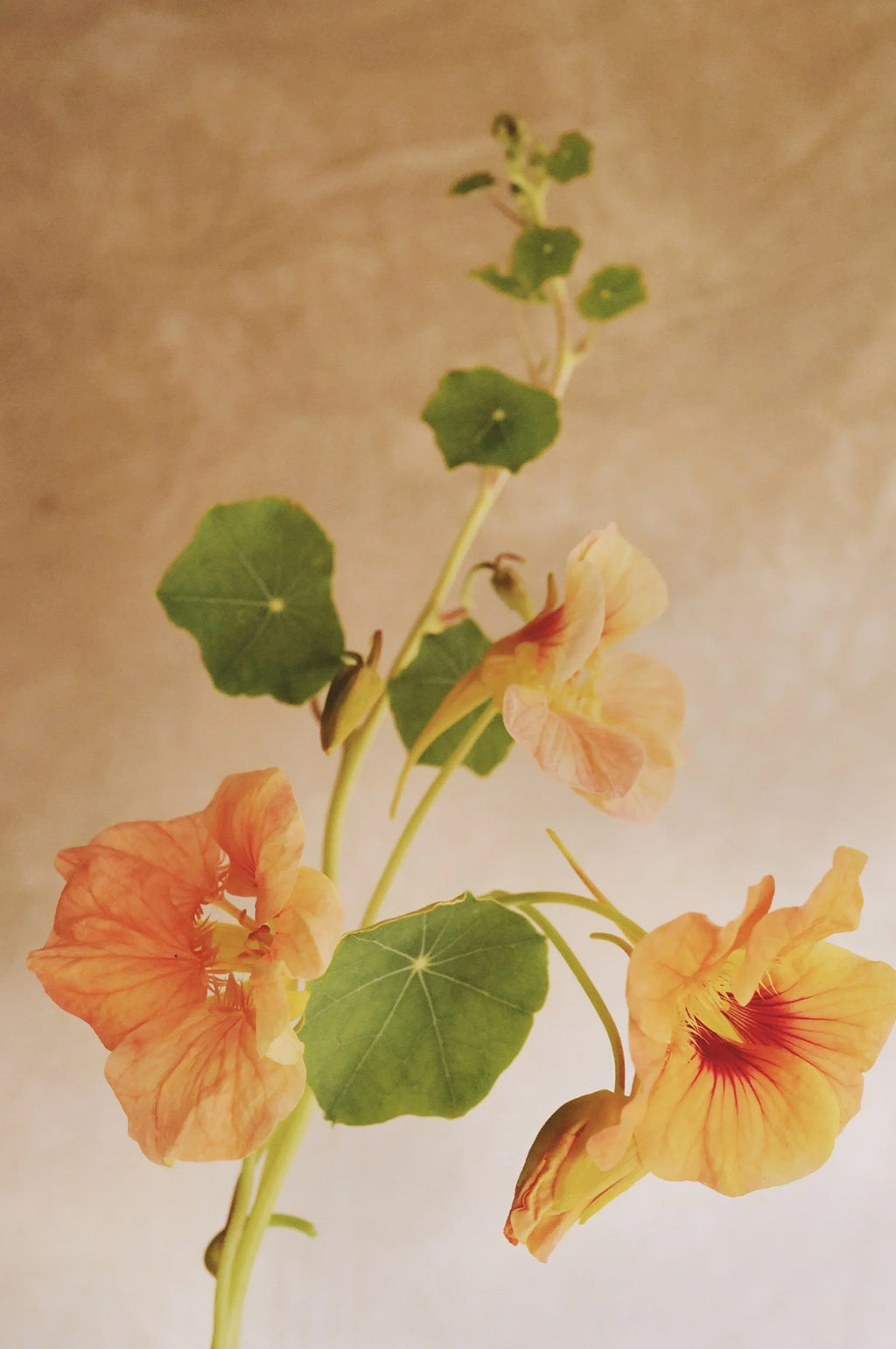 Nasturtium 'Tip Top Apricot'