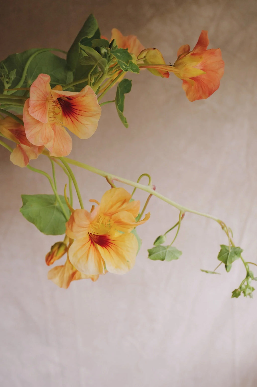 Nasturtium 'Tip Top Apricot'