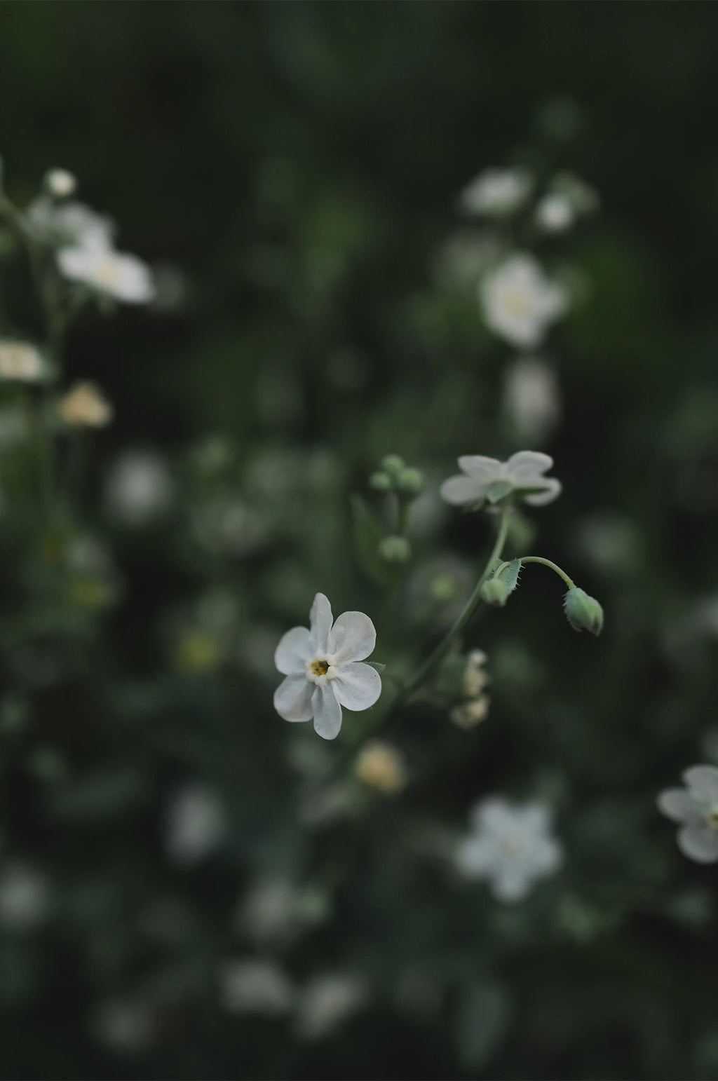 Omphalodes
