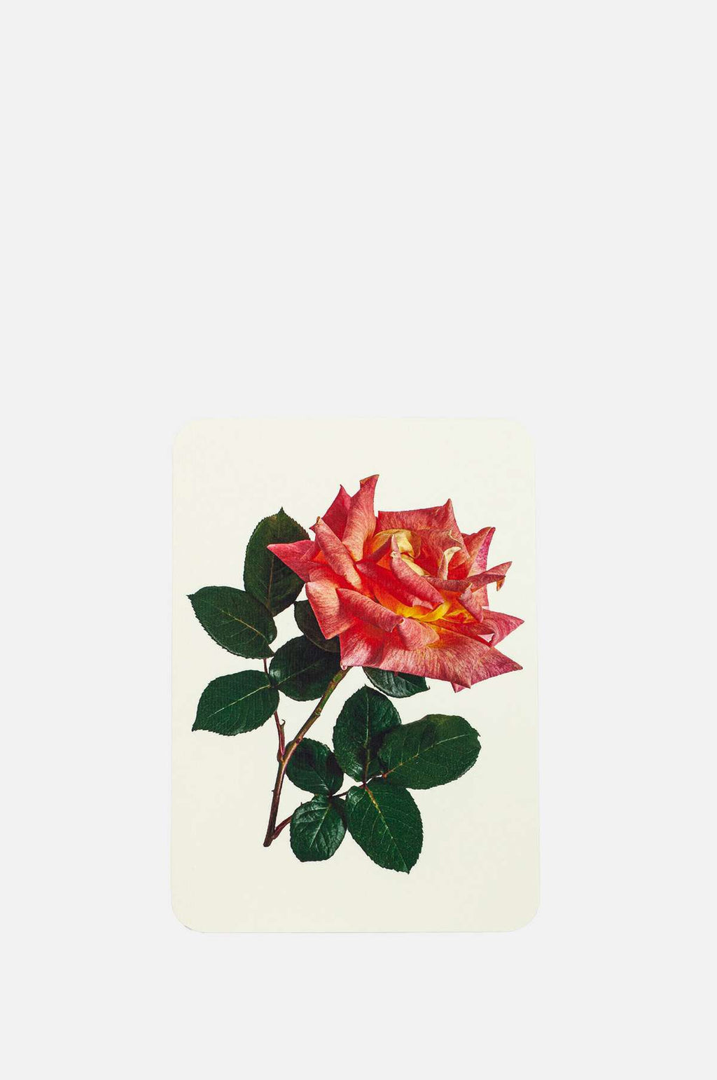 Canonbury Press Pink and Yellow Rose Notecard.