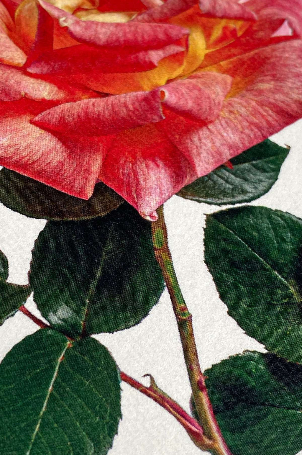 Pink & Yellow Rose Notecard