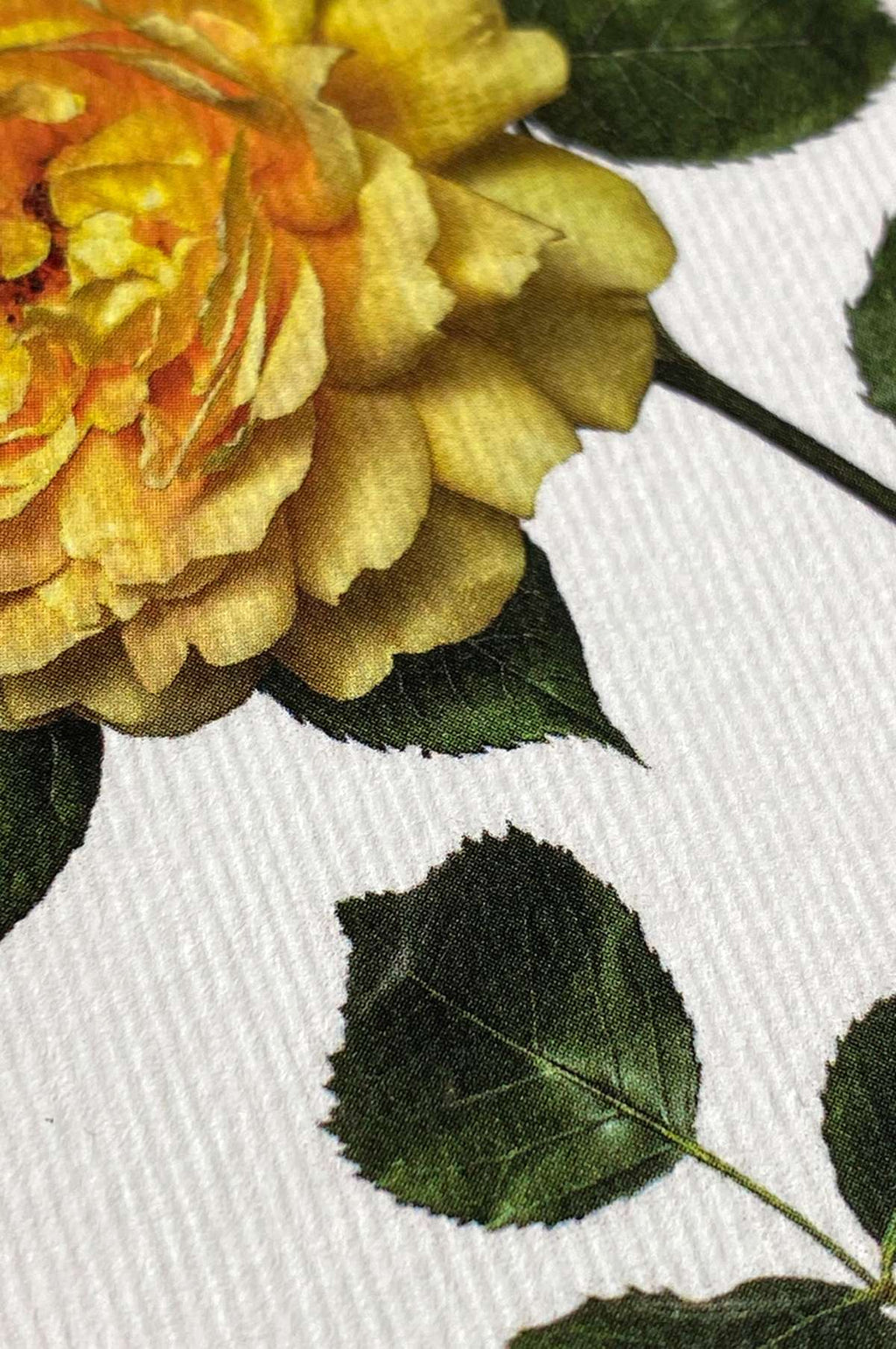 Yellow Rose Notecard