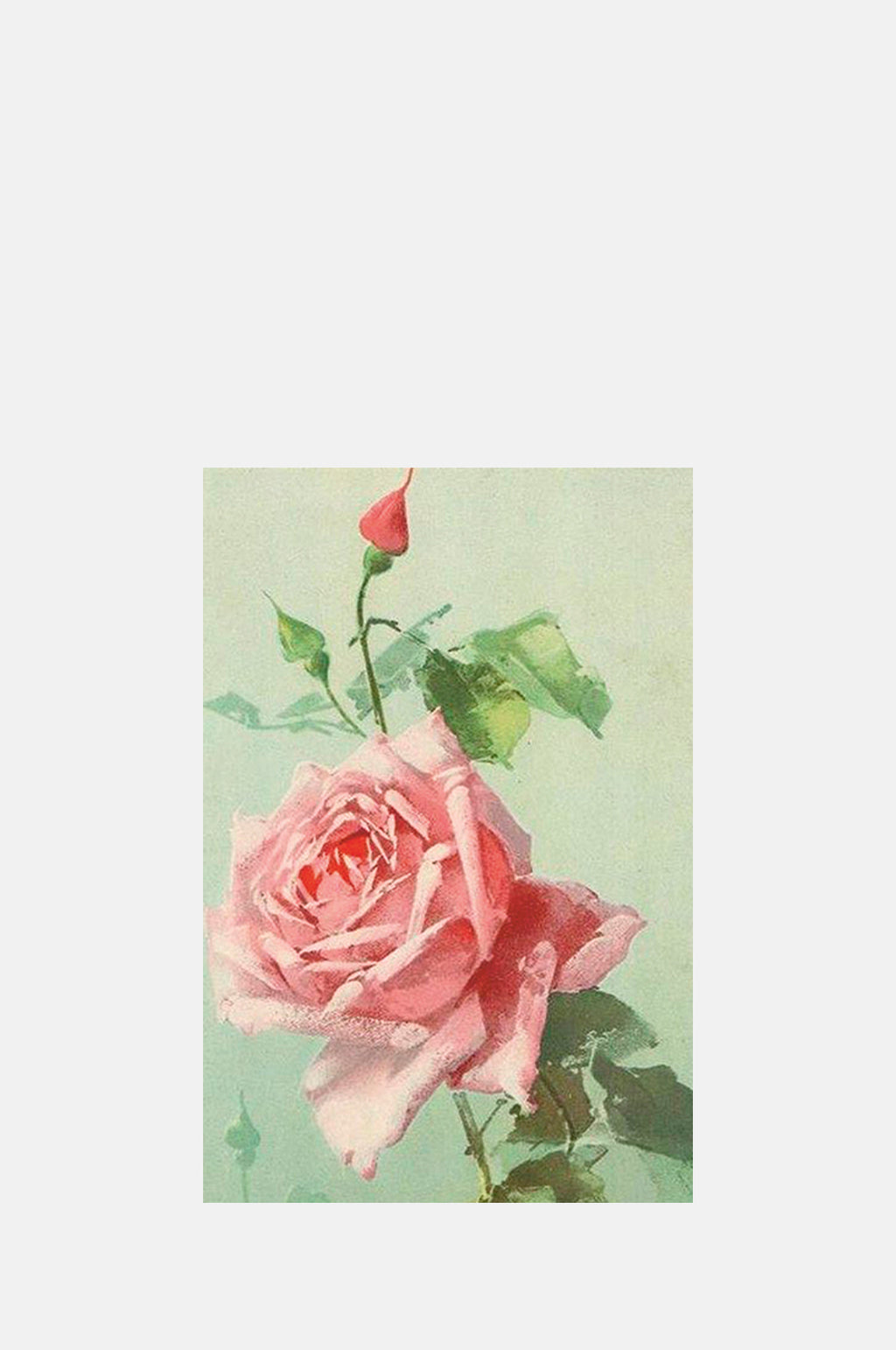 Skona Ting Pink Rose Poscard.