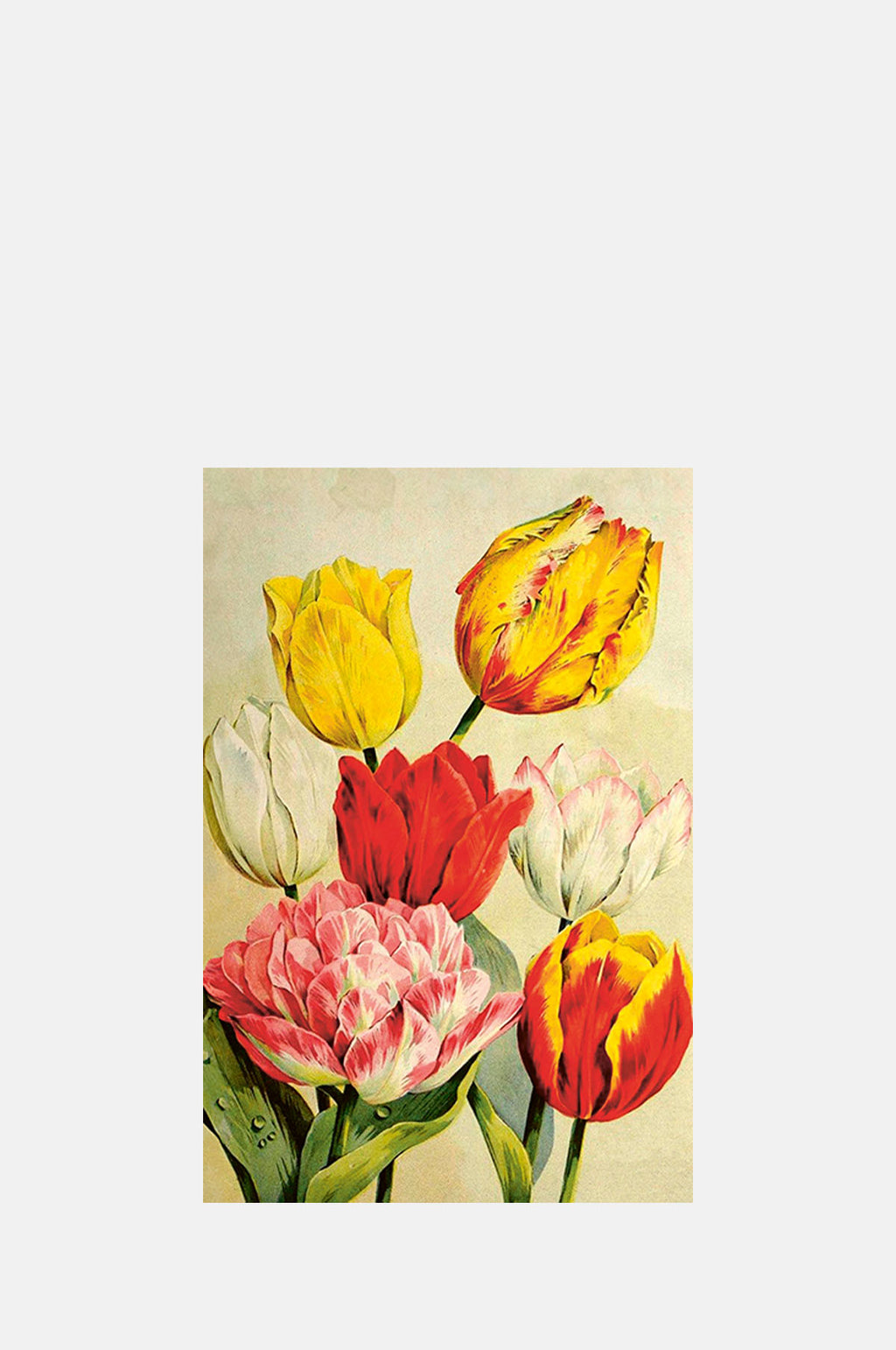 Skona Ting Seven Tulips Postcard.