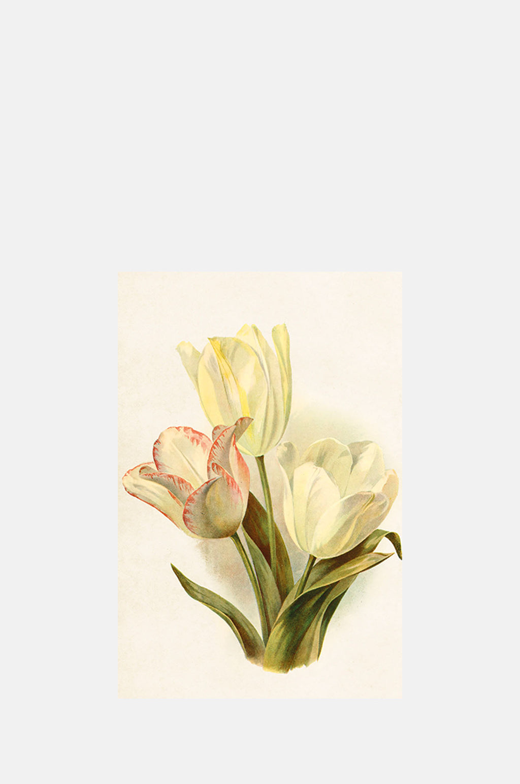 Skona Ting Three Tulip Postcard.