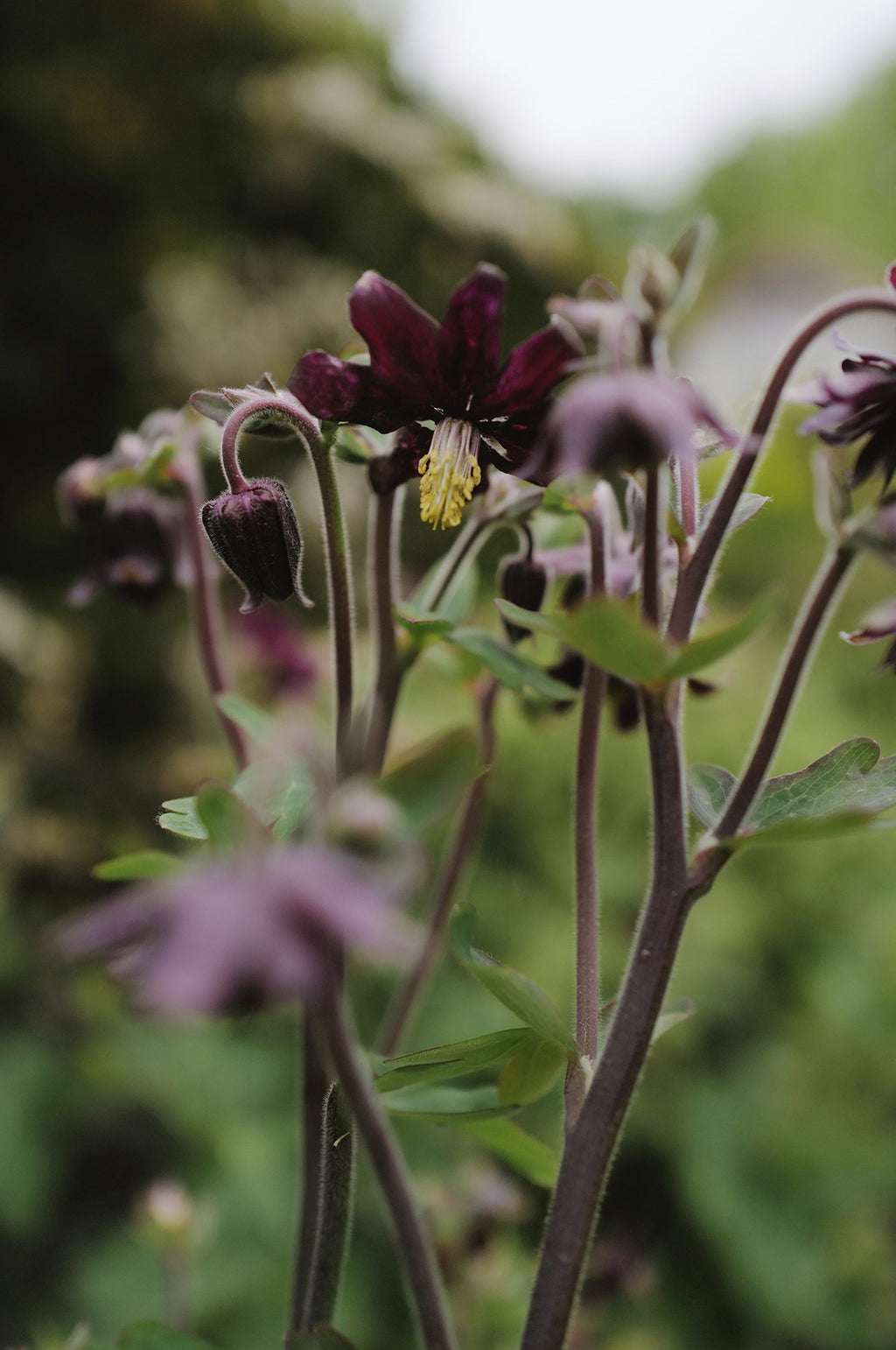 Aquilegia 'Black Barlow'