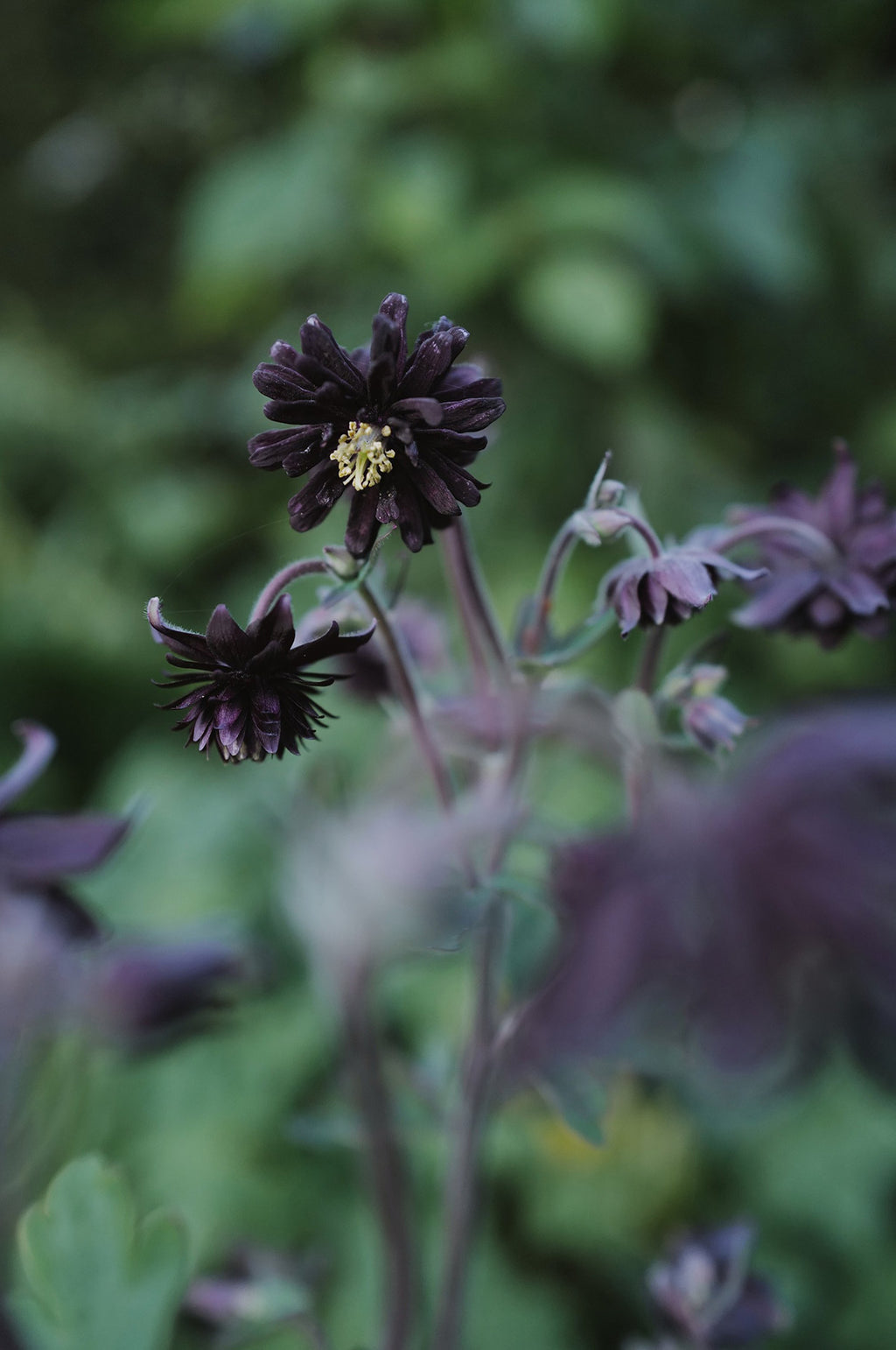 Aquilegia 'Black Barlow'
