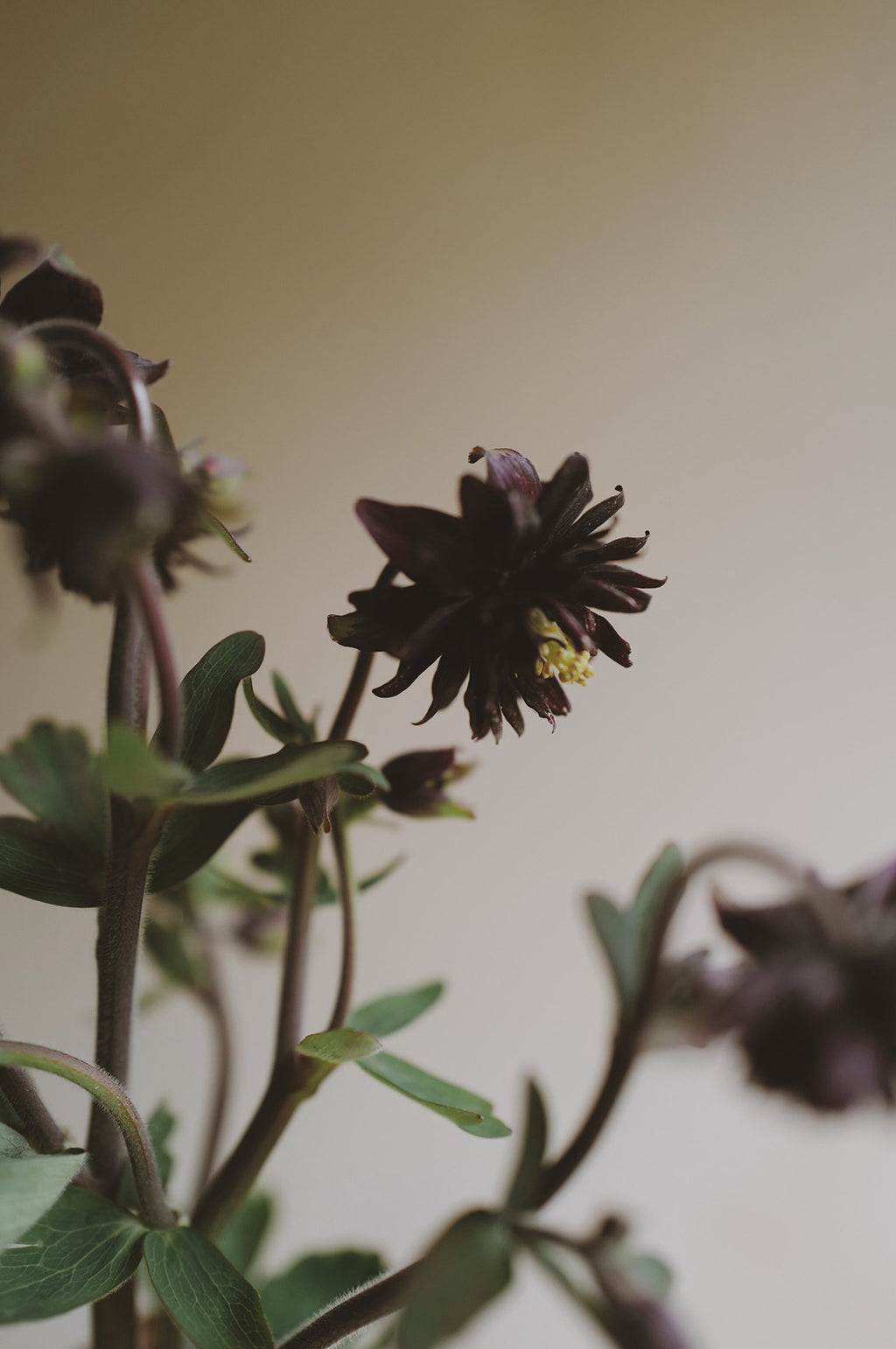 Aquilegia 'Black Barlow'