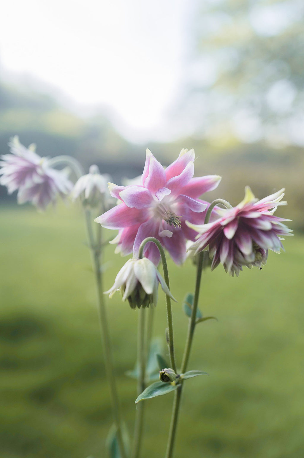 Aquilegia 'Nora Barlow'