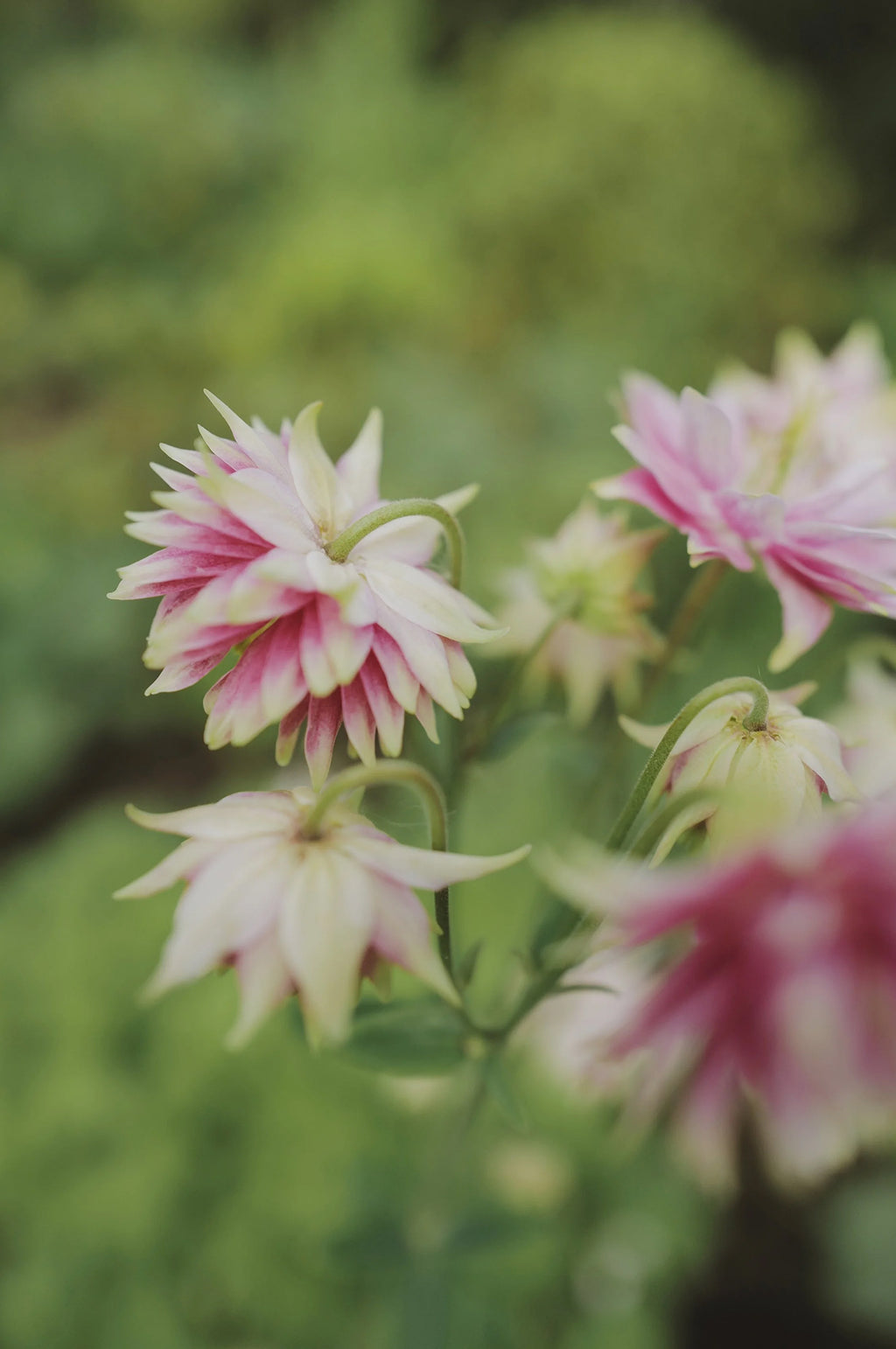 Aquilegia 'Nora Barlow'