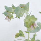 Cerinthe
