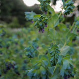Cerinthe
