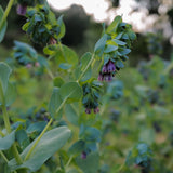 Cerinthe
