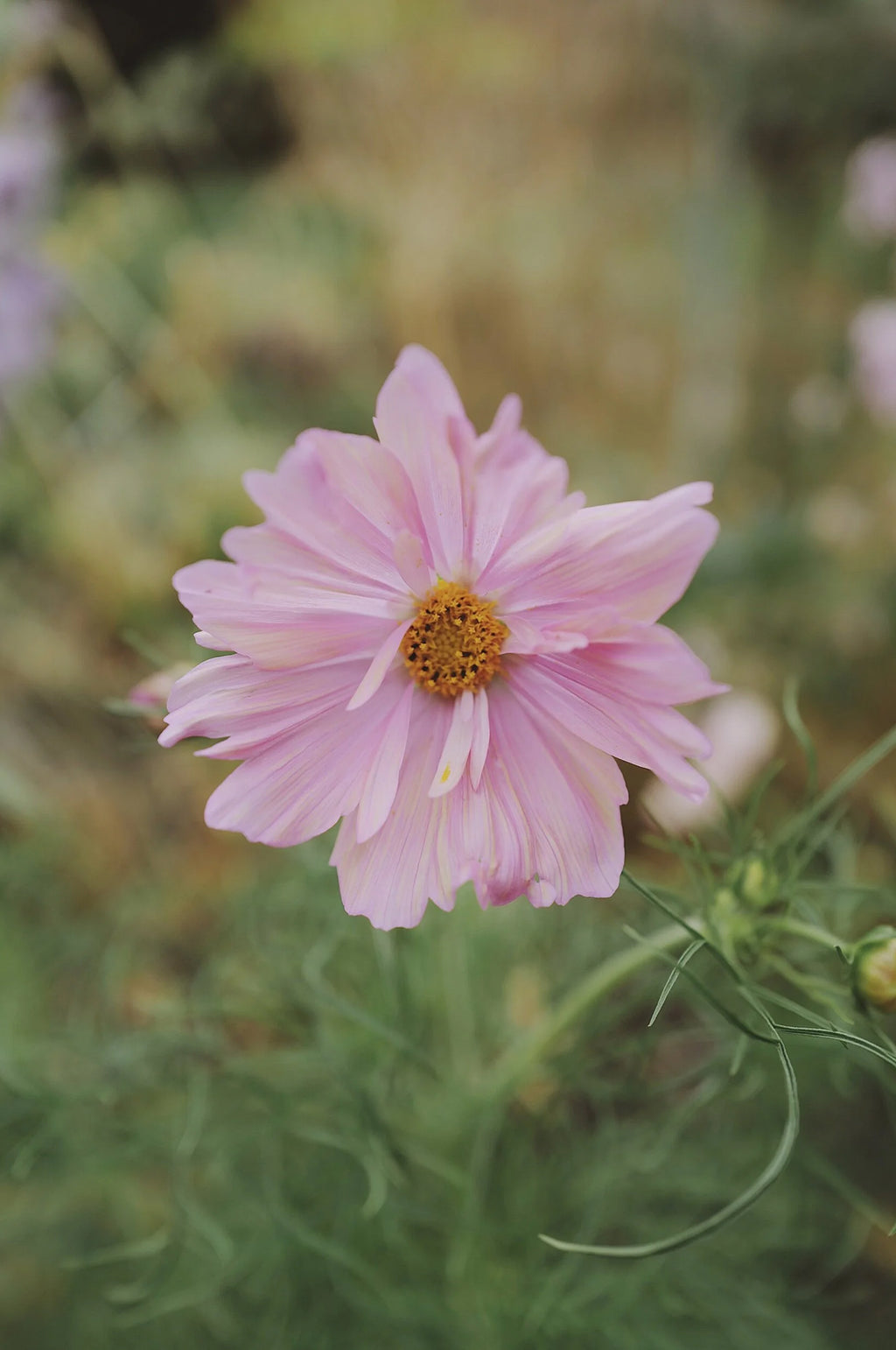 Cosmos 'Apricotta'