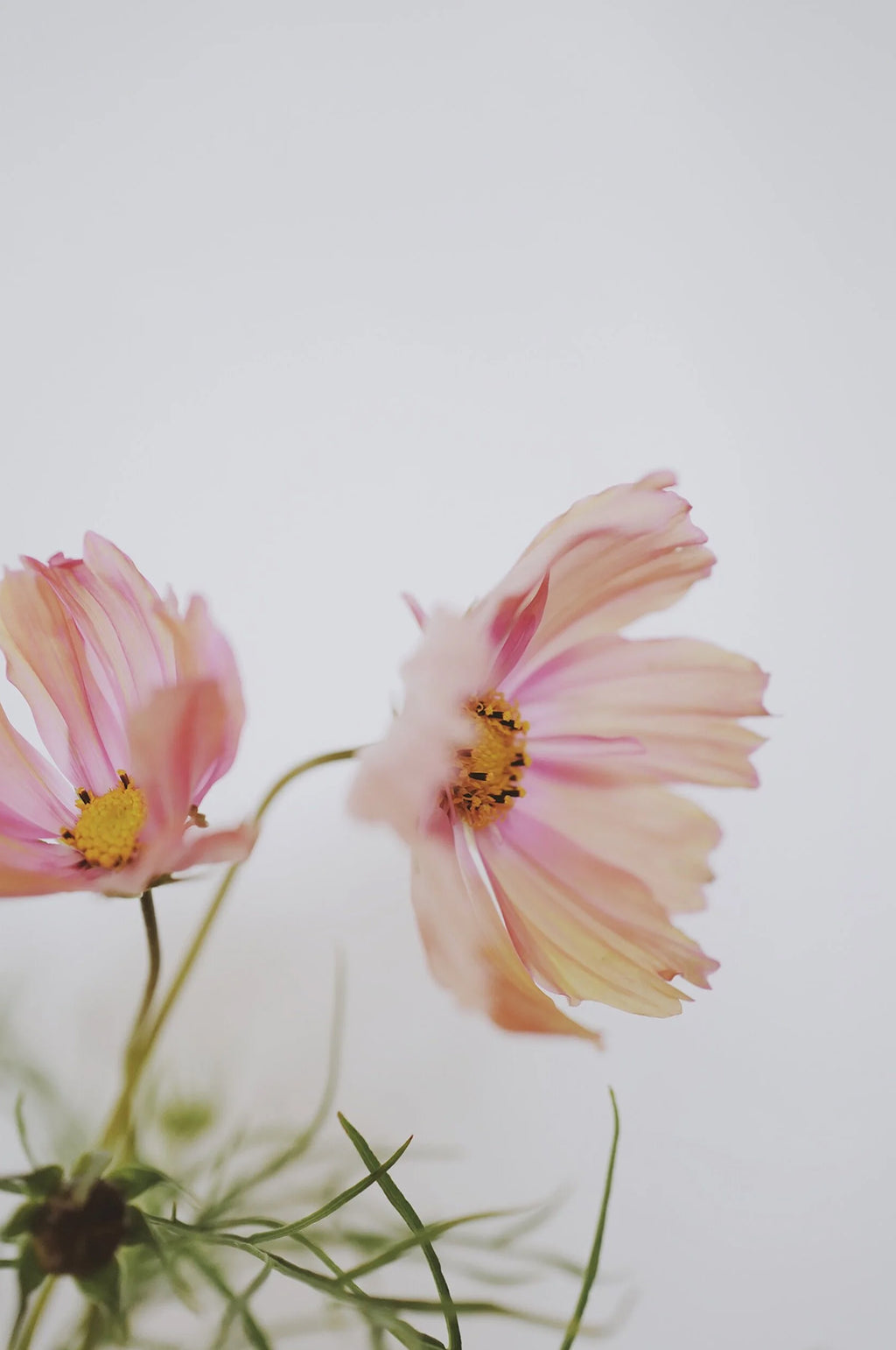 Cosmos 'Apricotta'