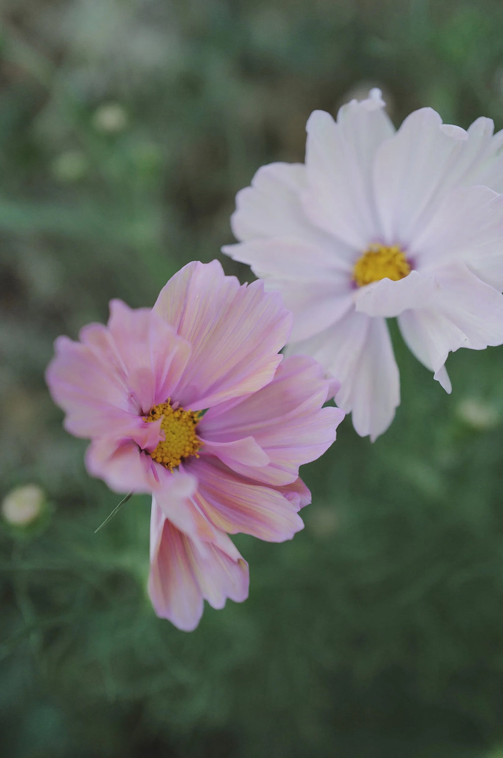 Cosmos 'Apricotta'