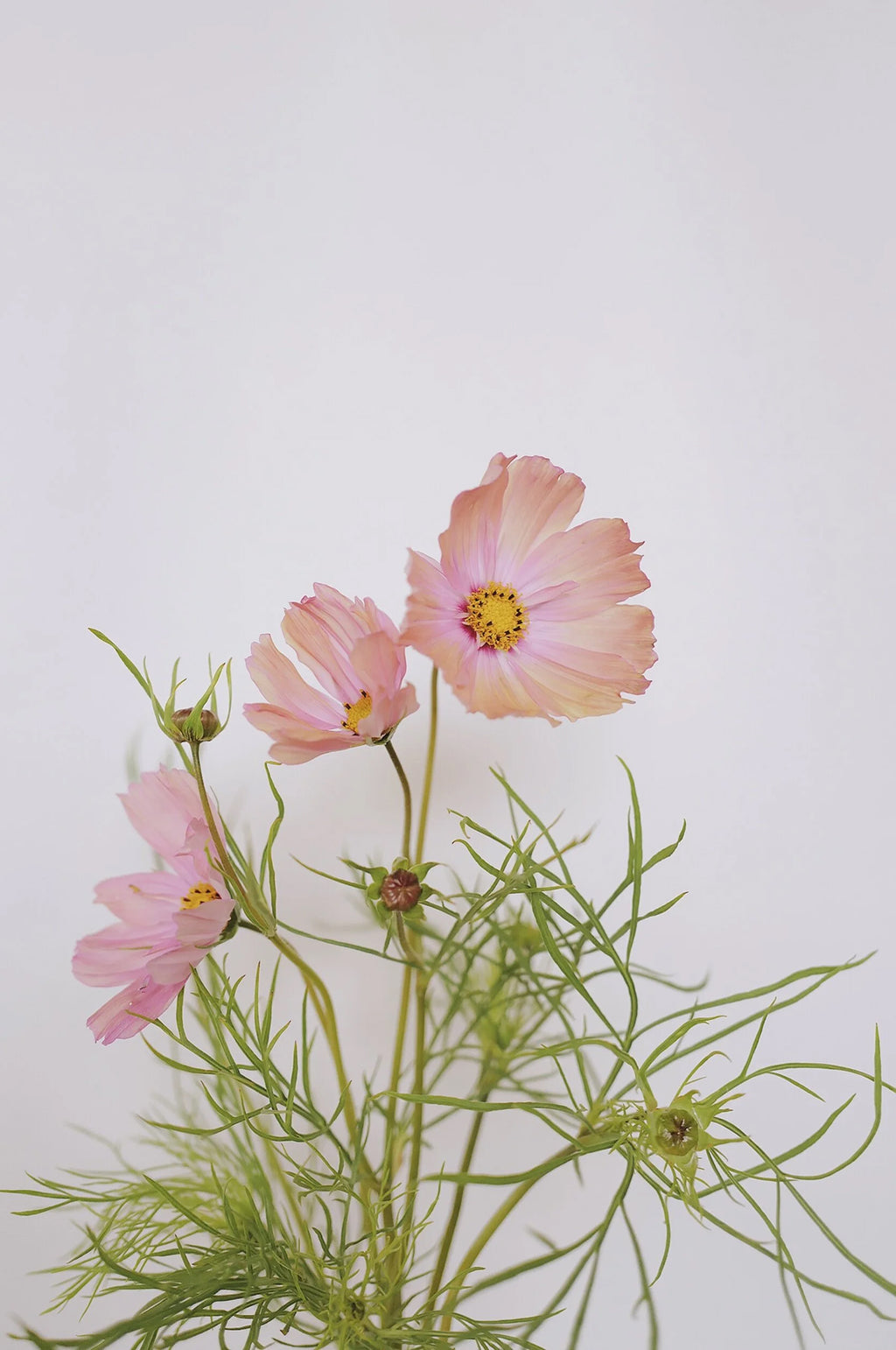 Cosmos 'Apricotta'