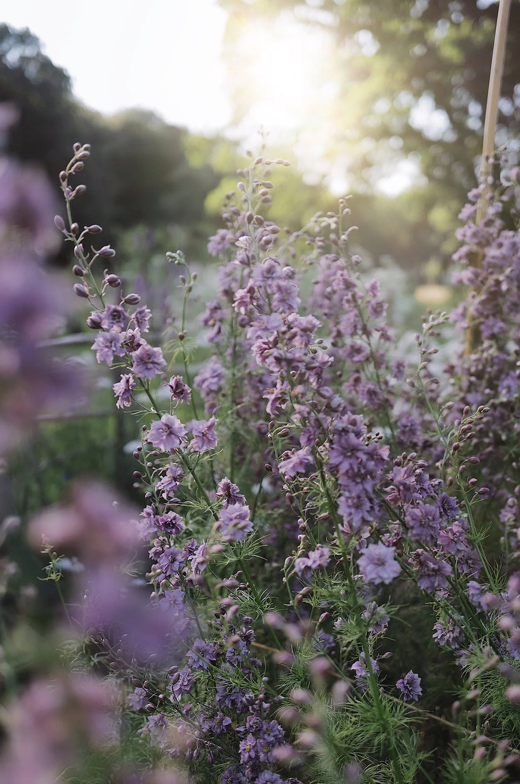 Larkspur 'Misty Lavender'