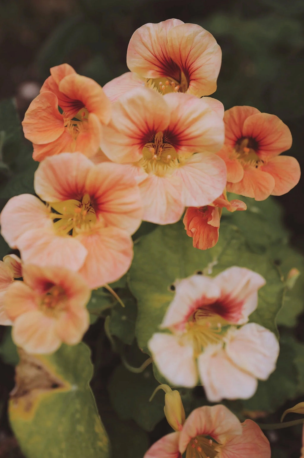 Nasturtium 'Tip Top Apricot'