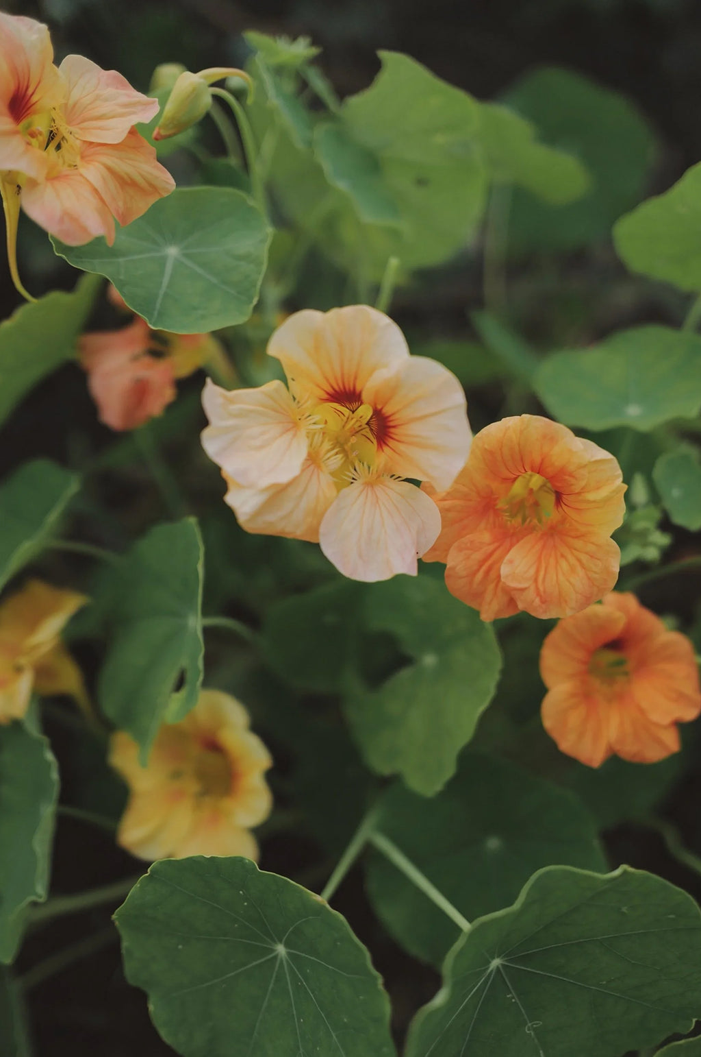 Nasturtium 'Tip Top Apricot'