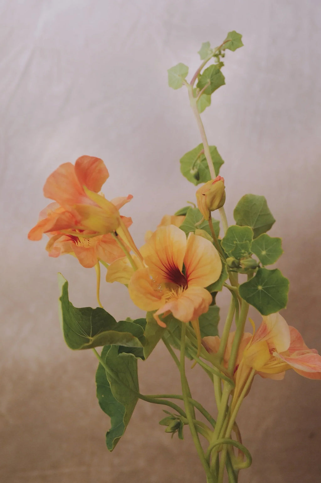 Nasturtium 'Tip Top Apricot'