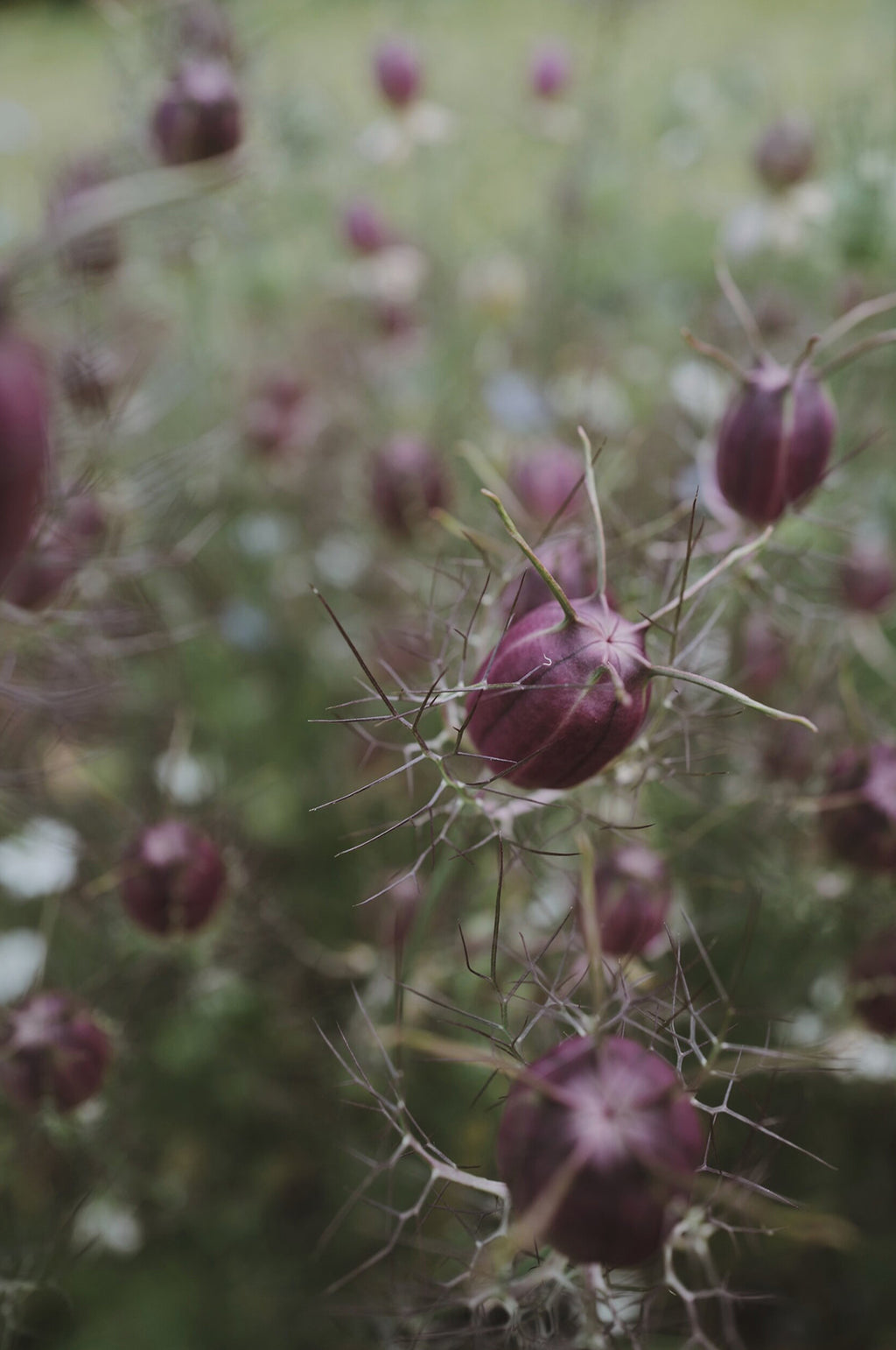 Nigella 'Albion Black Pod'