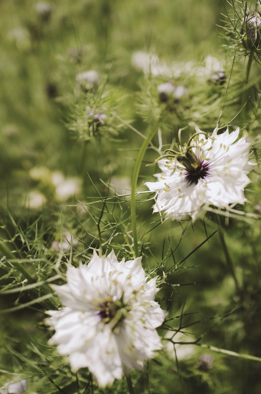 Nigella 'Albion Black Pod'