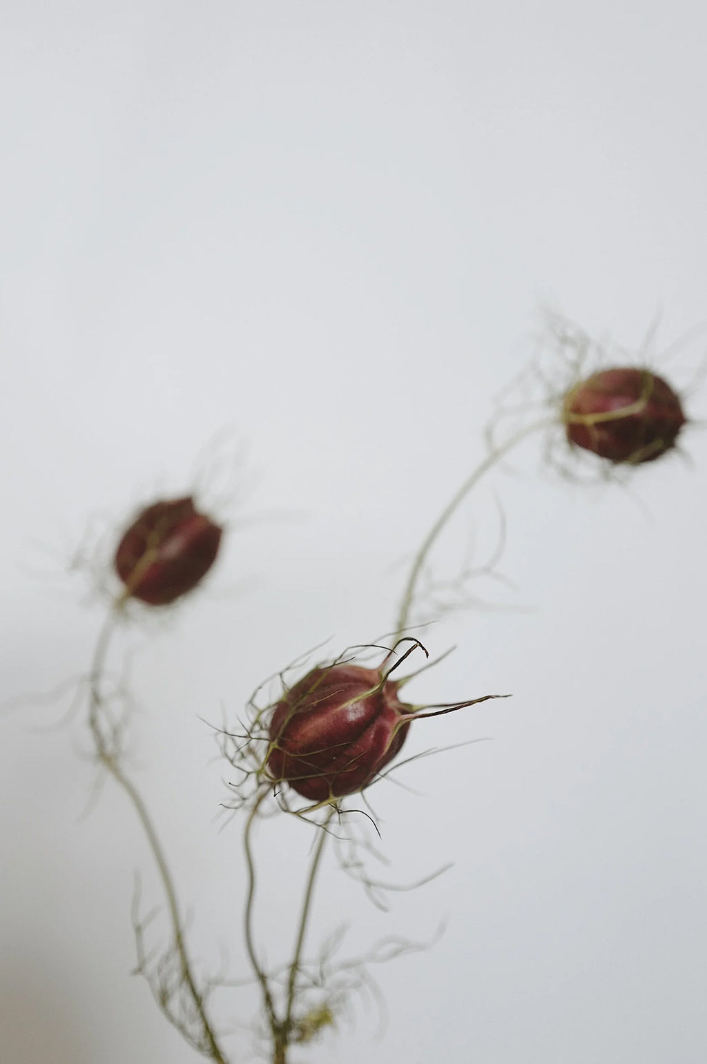 Nigella 'Albion Black Pod'