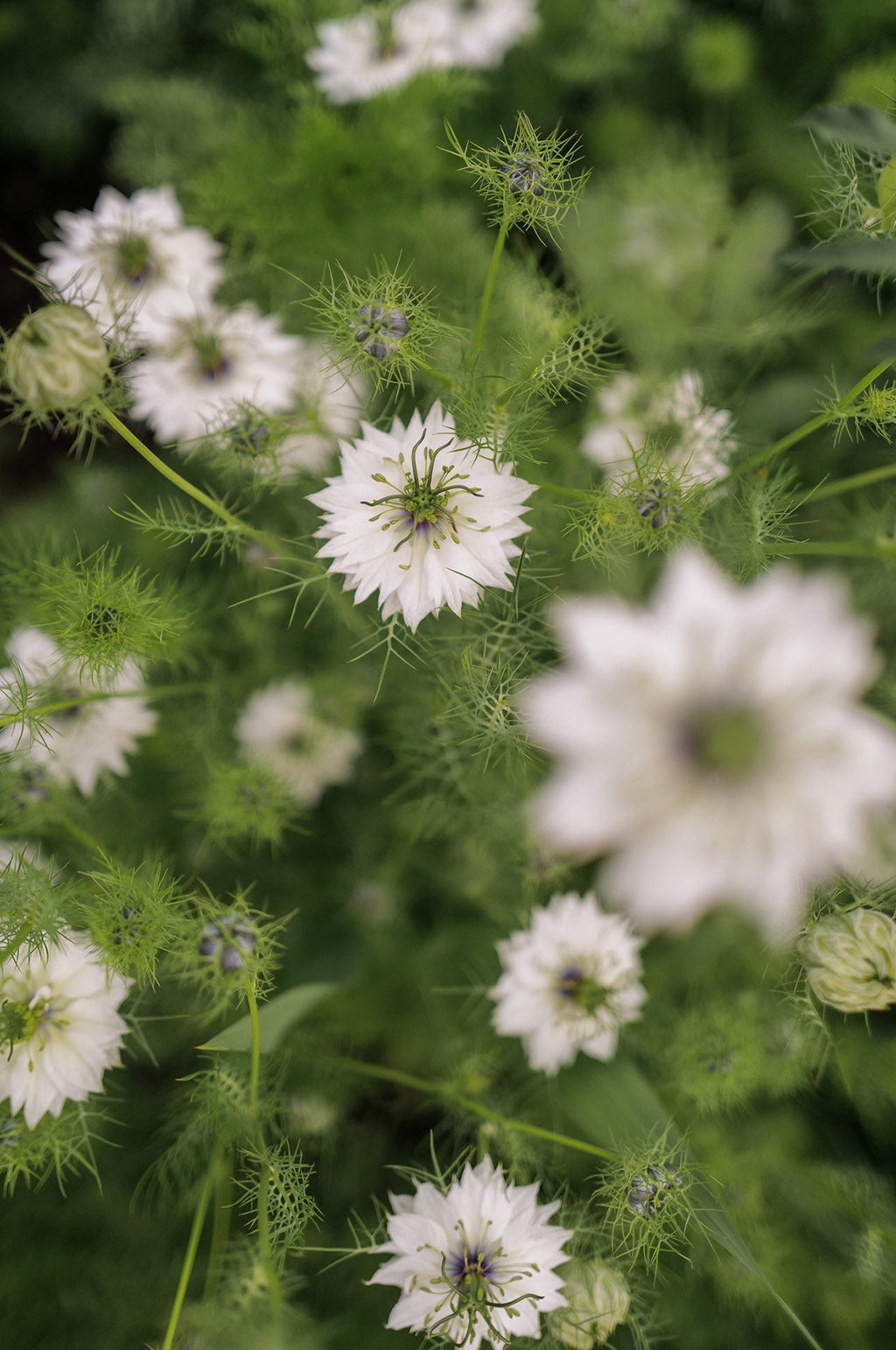 Nigella 'Albion Black Pod'
