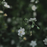 Omphalodes