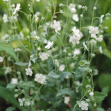 Omphalodes
