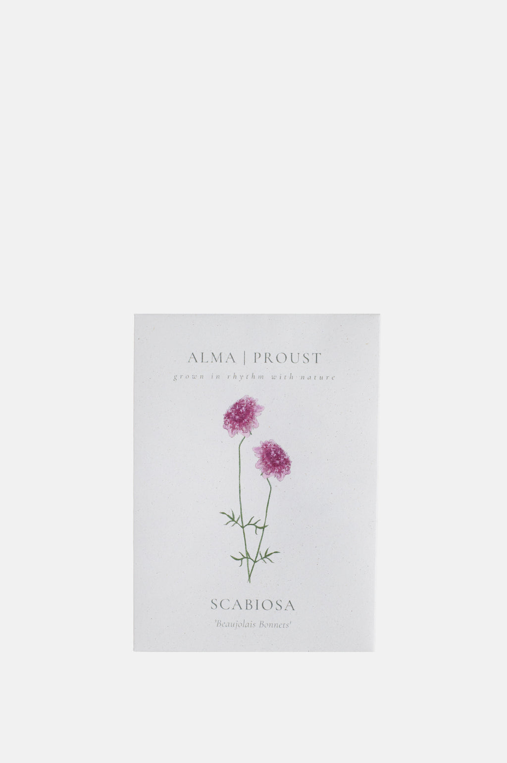 Alma Proust Scabiosa Beaujolais Bonnets.