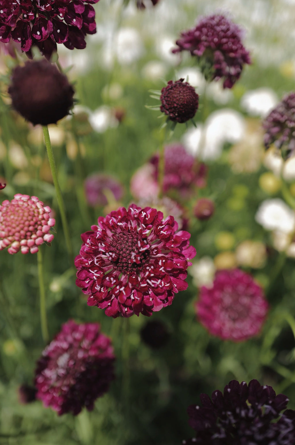 Scabiosa 'Beaujolais Bonnets'