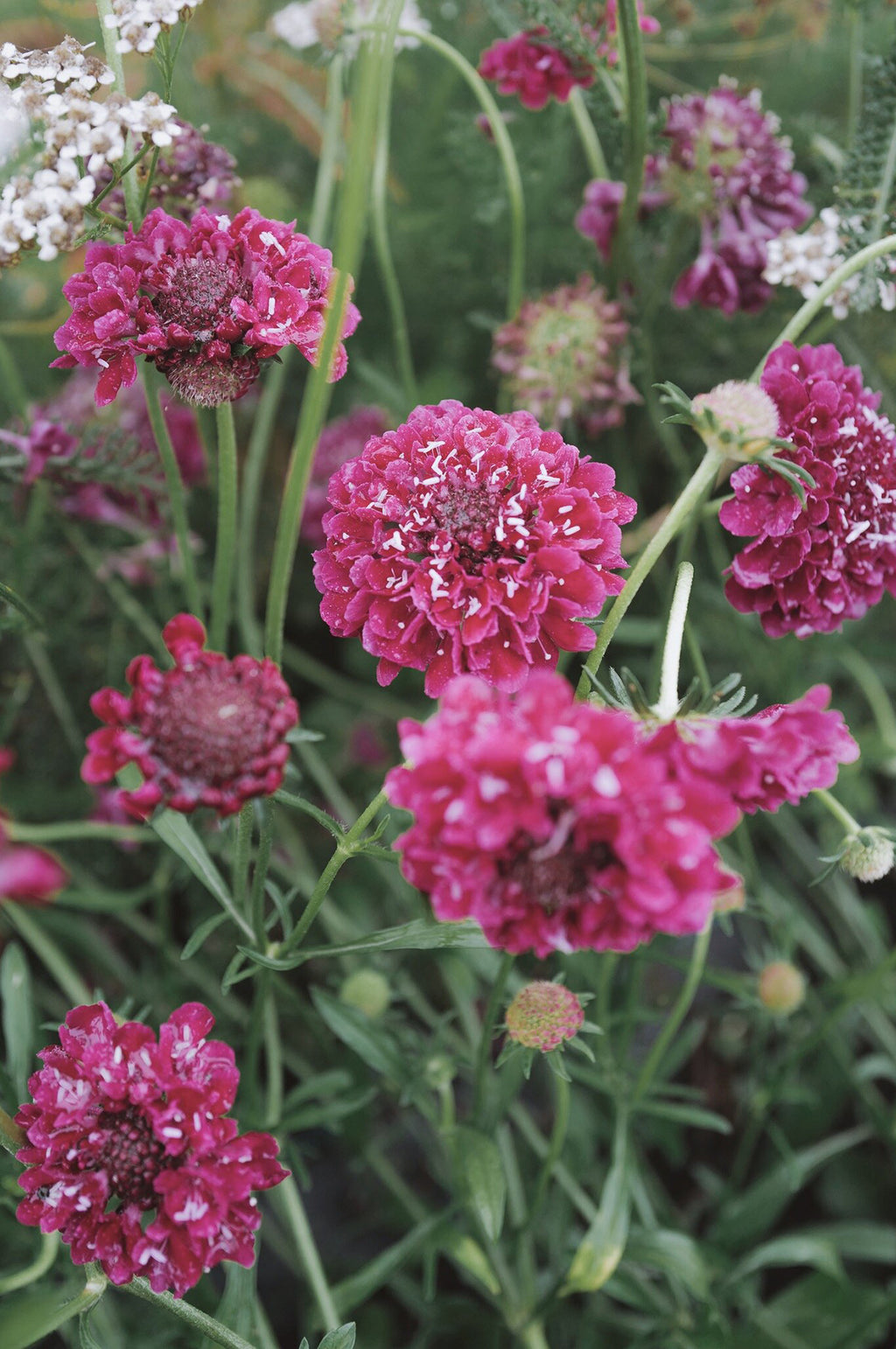 Scabiosa 'Beaujolais Bonnets'