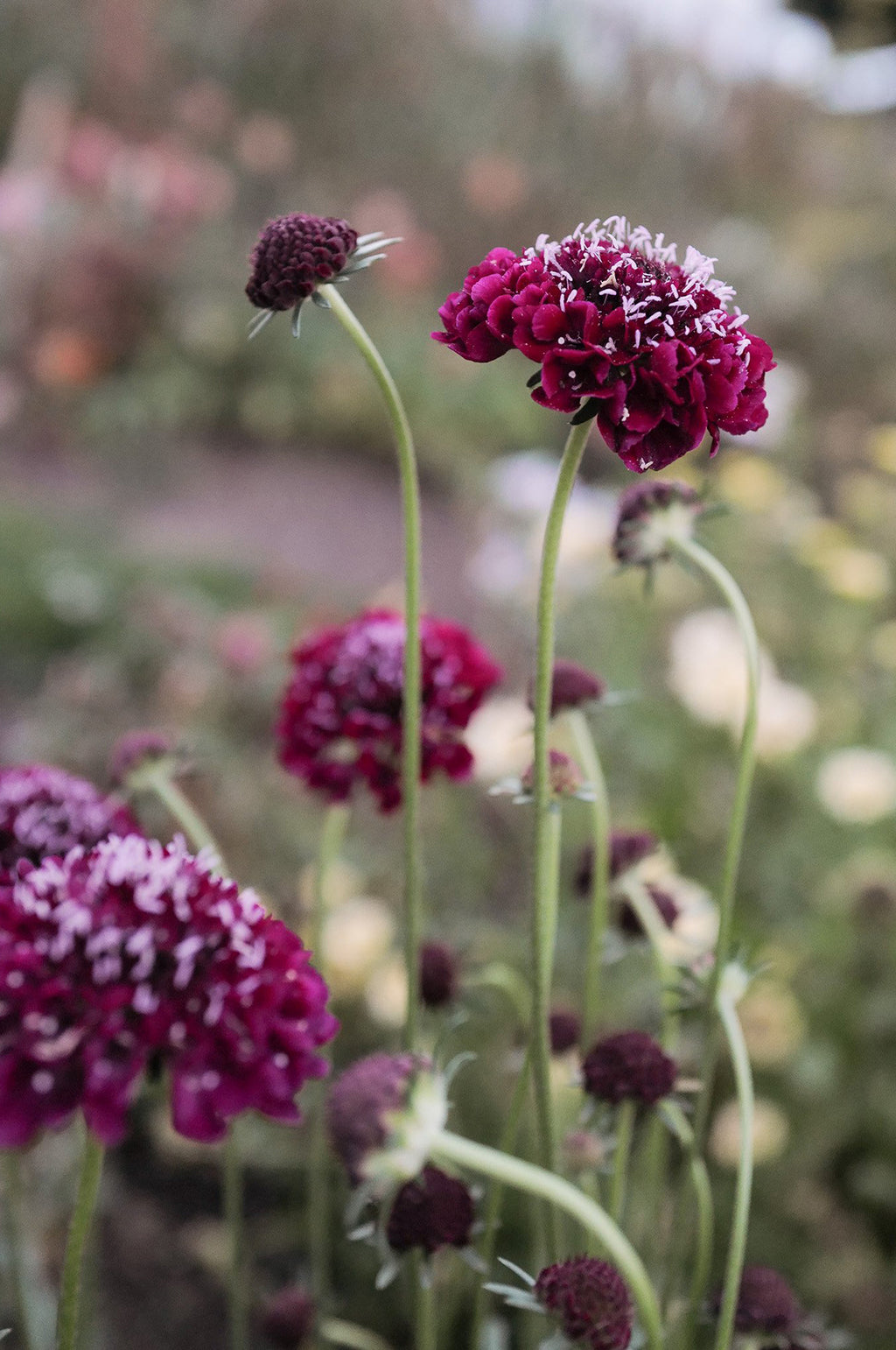 Scabiosa 'Beaujolais Bonnets'