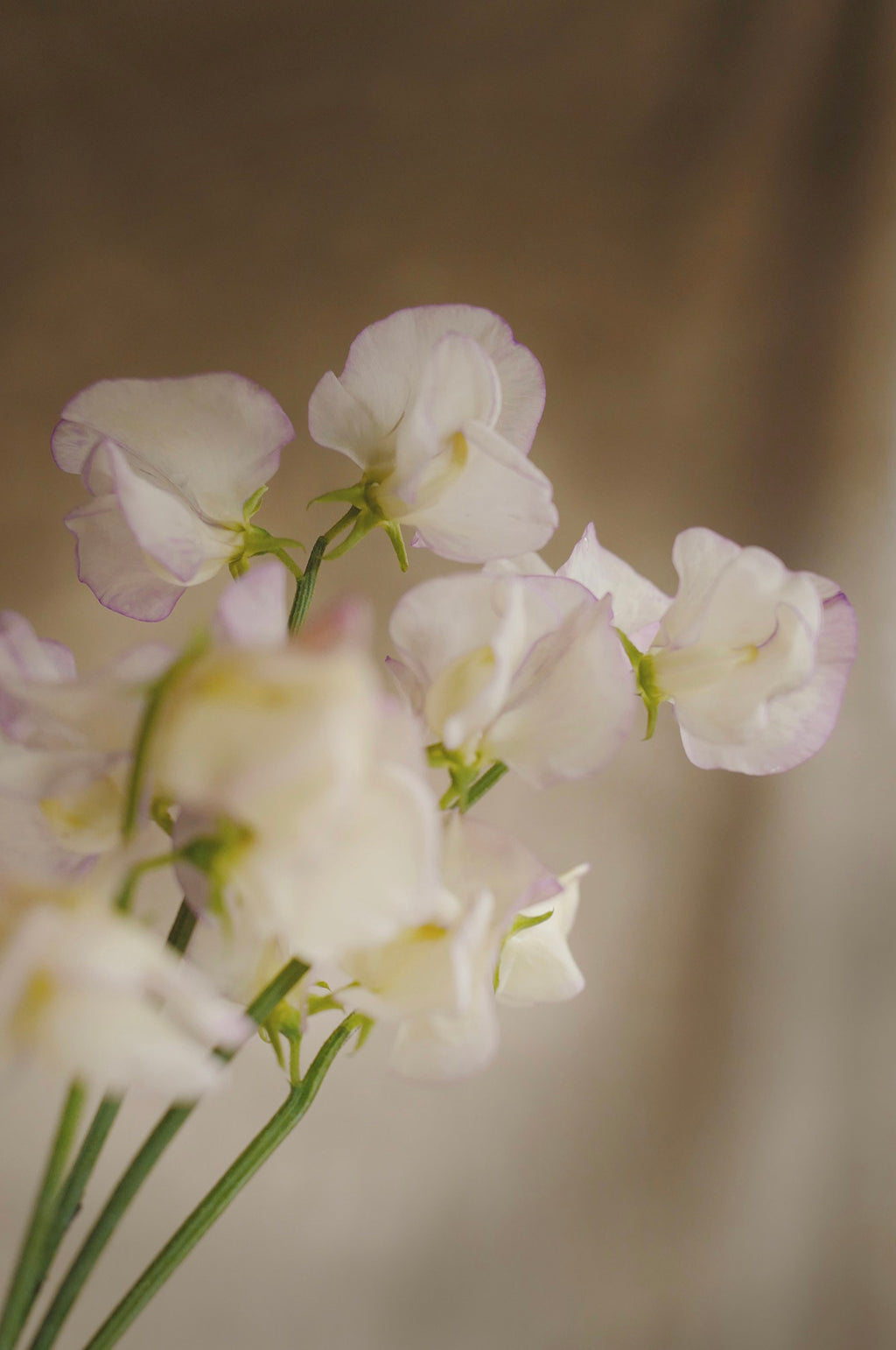 Sweet Pea 'April in Paris'