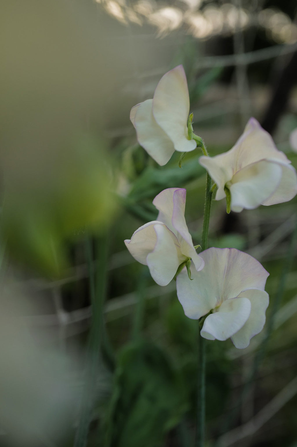Sweet Pea 'April in Paris'