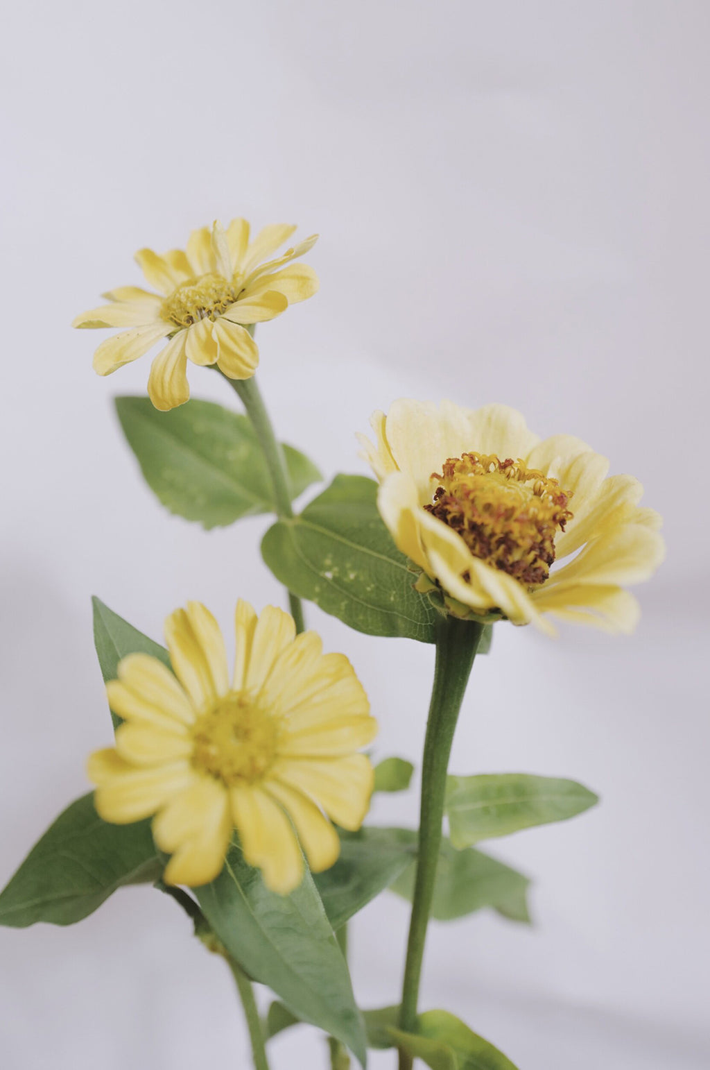 Zinnia 'Isabellina'