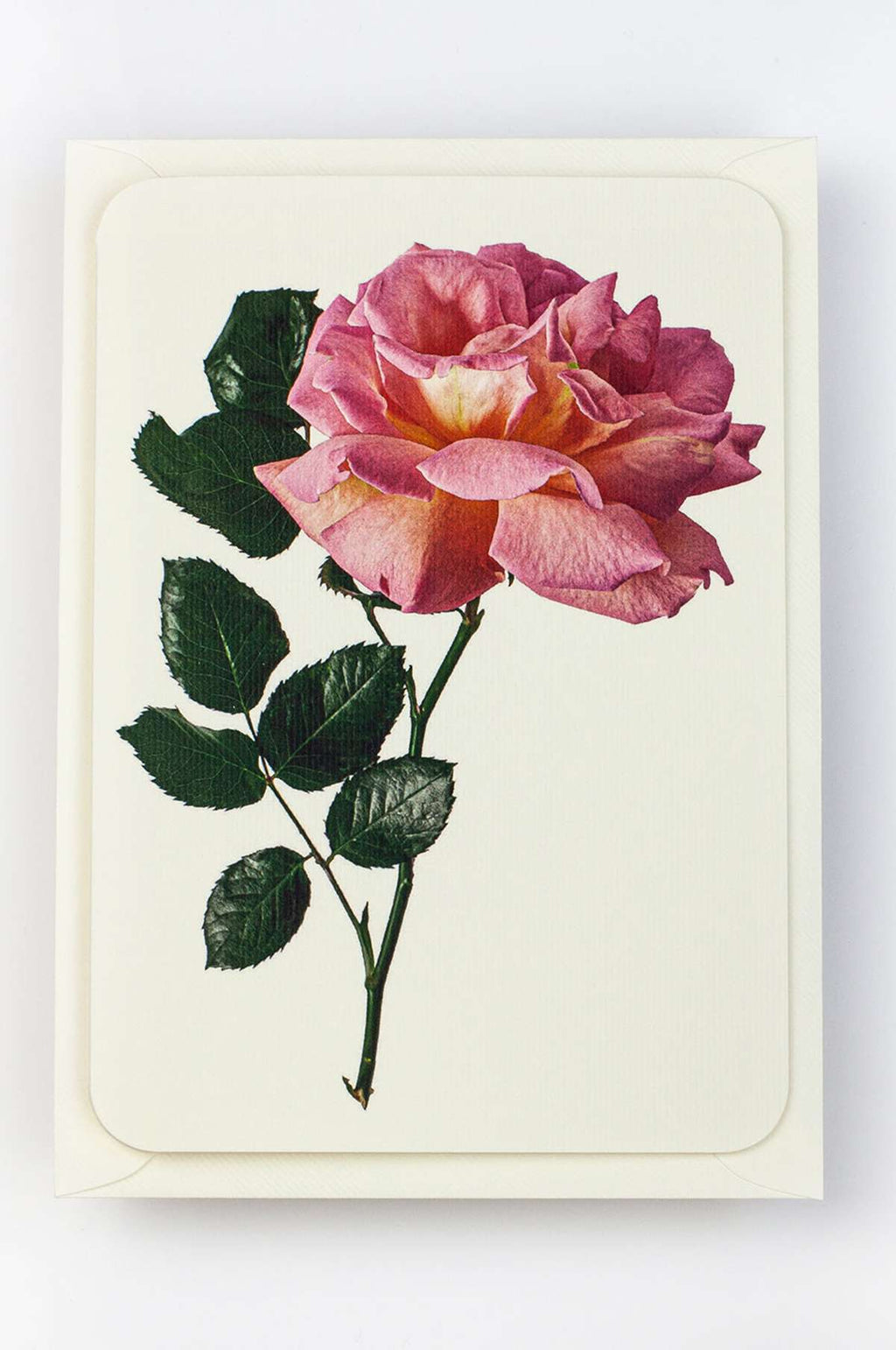 English Garden Roses Set of 6 Notecards