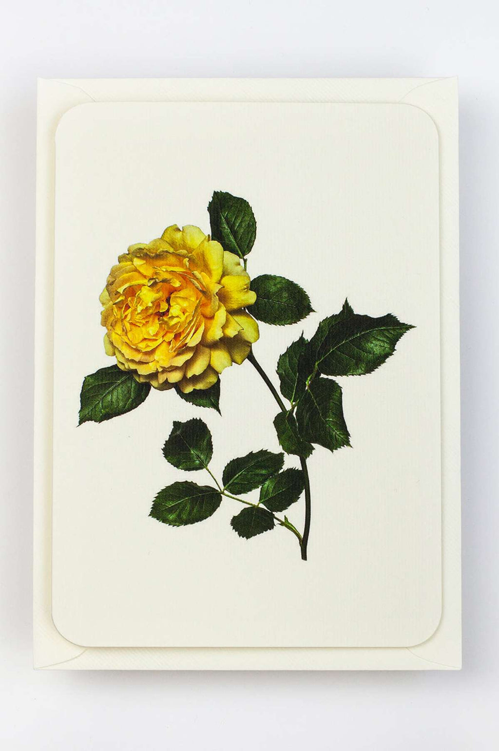 English Garden Botanical Greeting Card English Garden Botanical Greeting Card