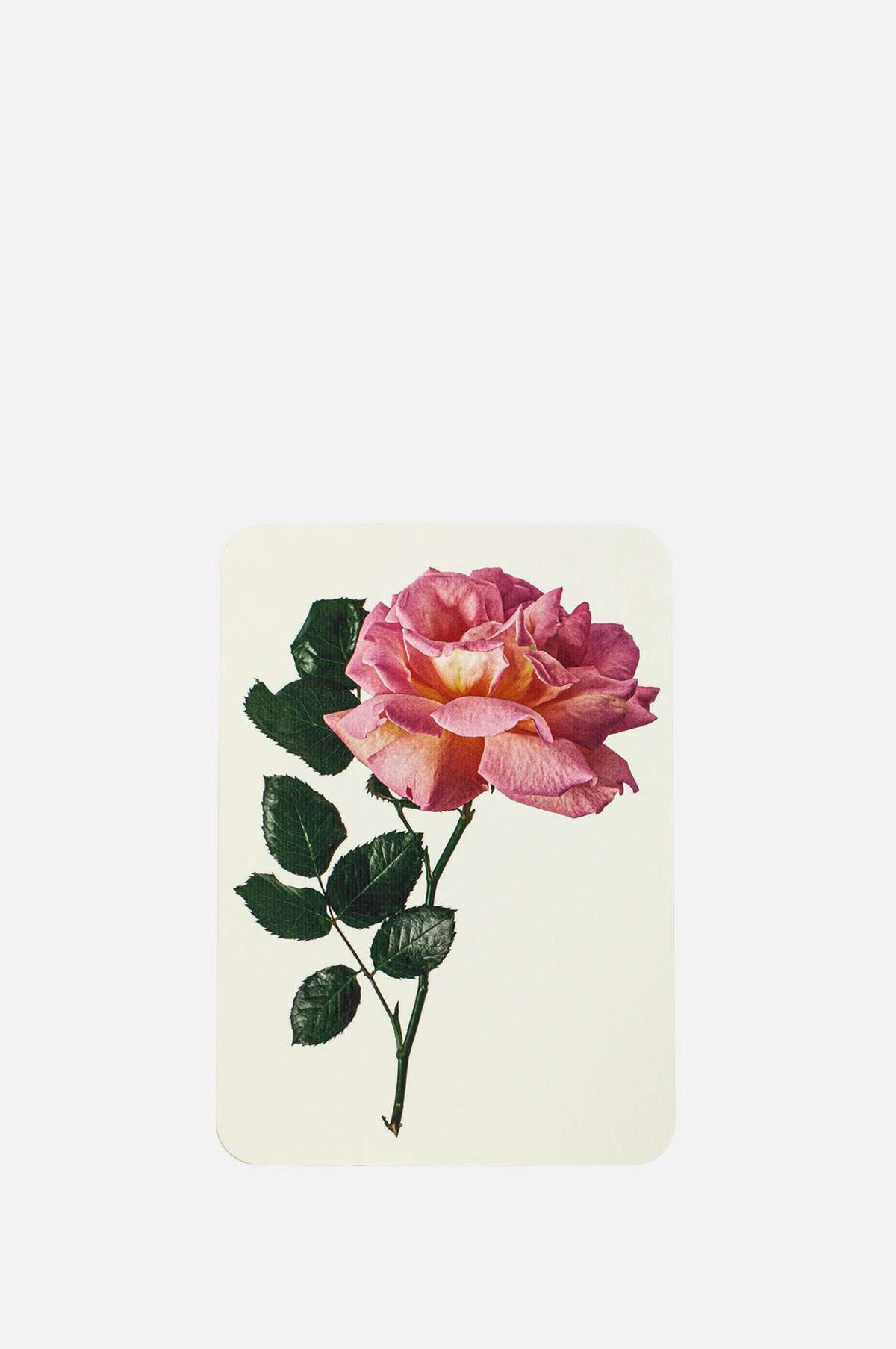 Canonbury Press Pink Rose Notecard.