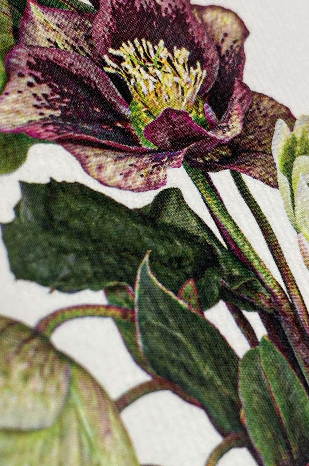 Posy of Hellebore Notecard