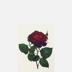 Canonbury Press Red Rose Notecard.