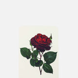 Canonbury Press Red Rose Notecard.