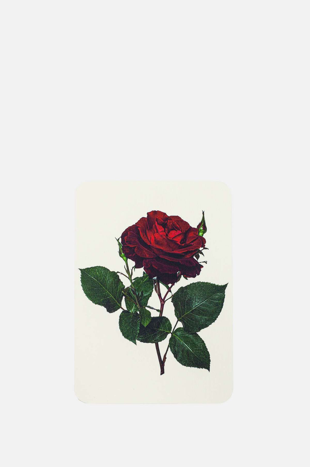 Canonbury Press Red Rose Notecard.