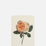 Canonbury Press Soft Peach Rose Notecard.