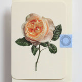 Soft Peach Rose Notecard