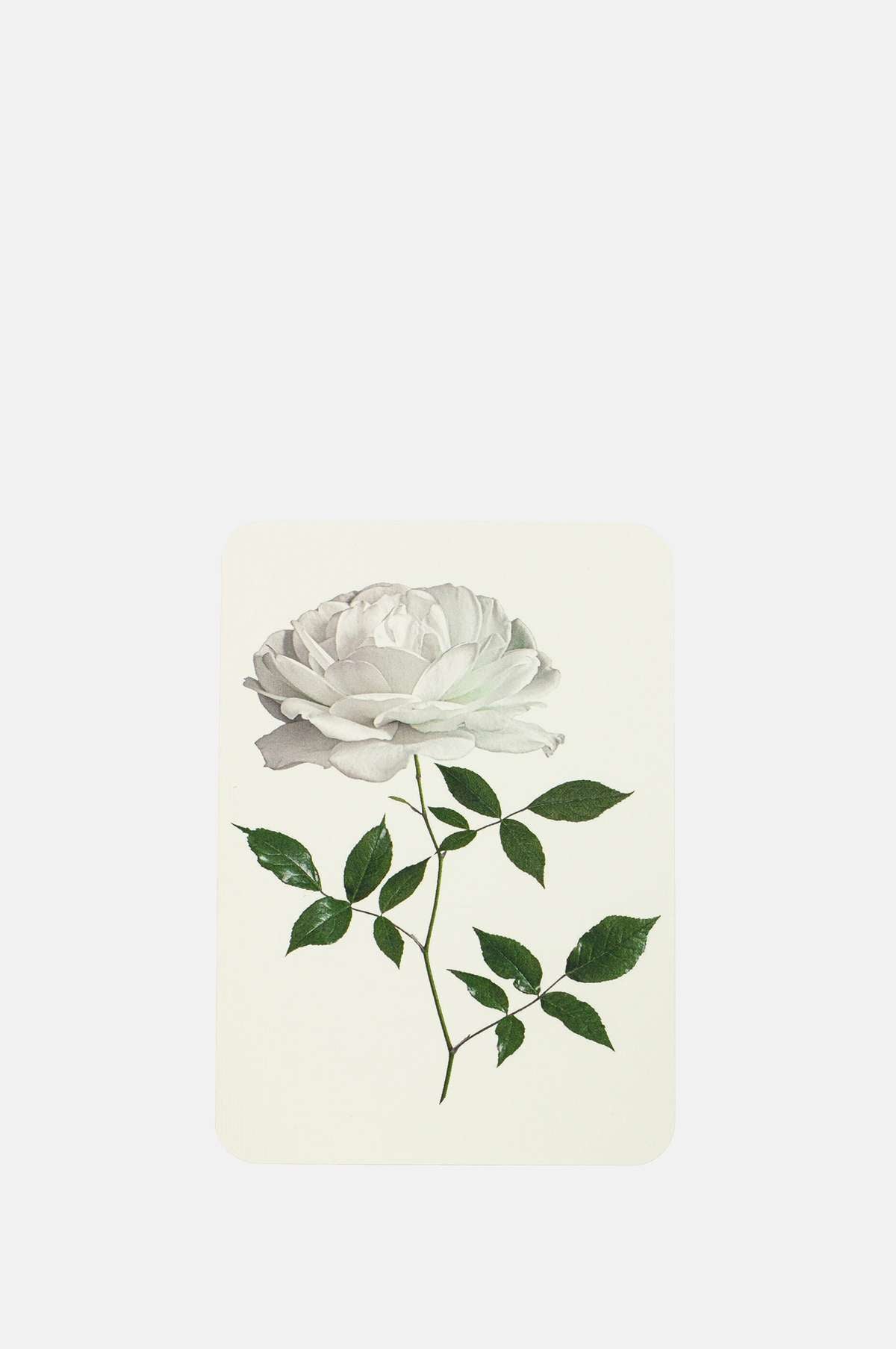 Canonbury Press White Rose Notecard.