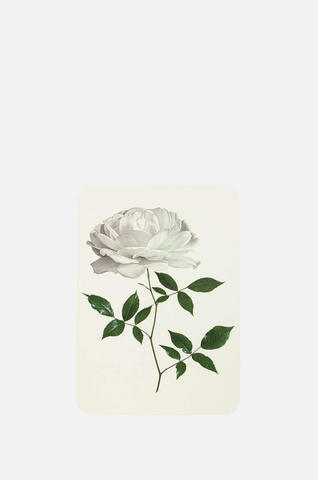 Canonbury Press White Rose Notecard.