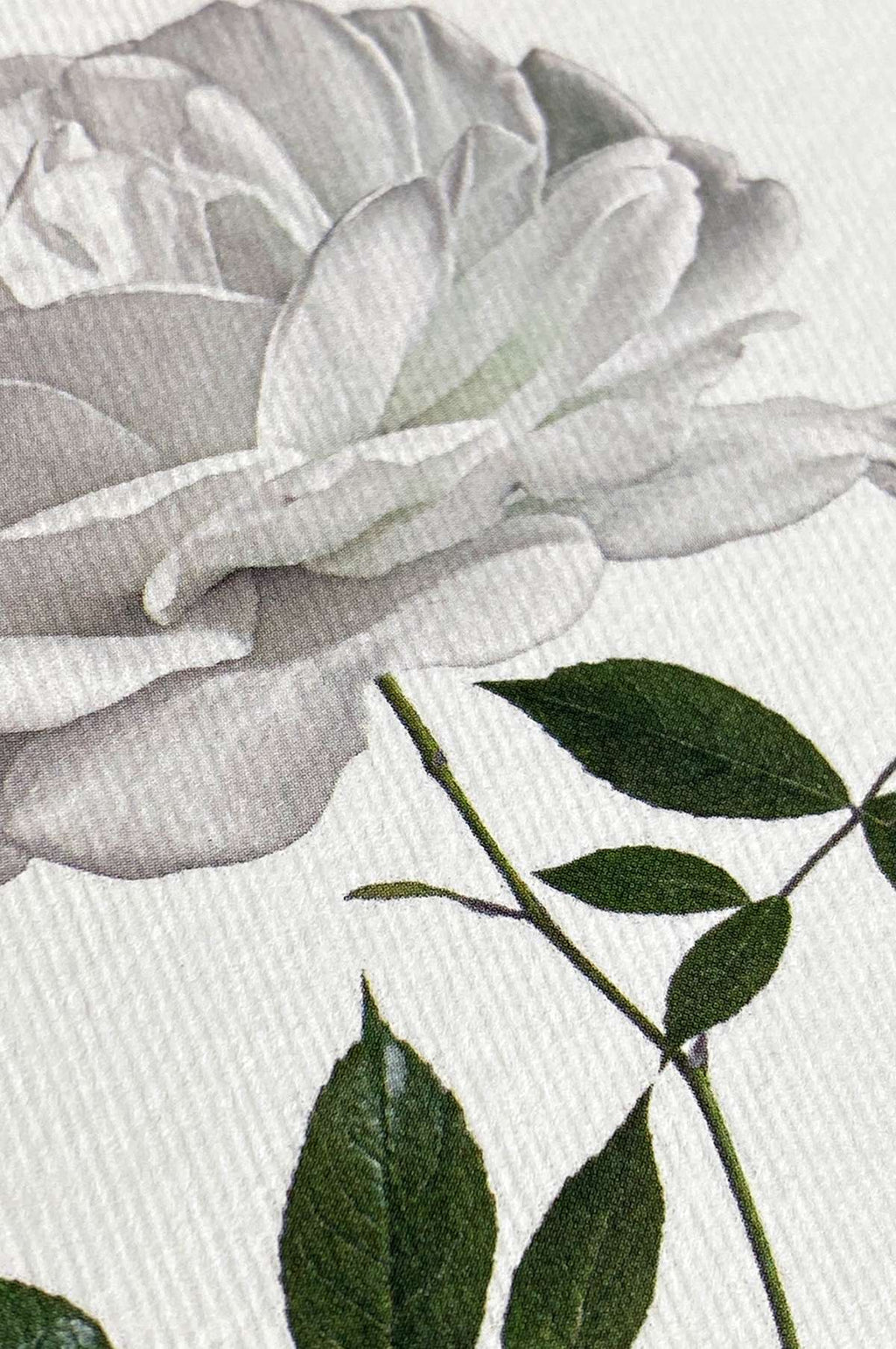 White Rose Notecard